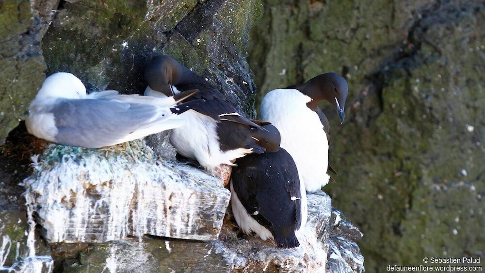 Guillemot de Brünnichadulte nuptial