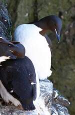 Guillemot de Brünnich