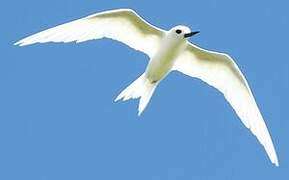 White Tern