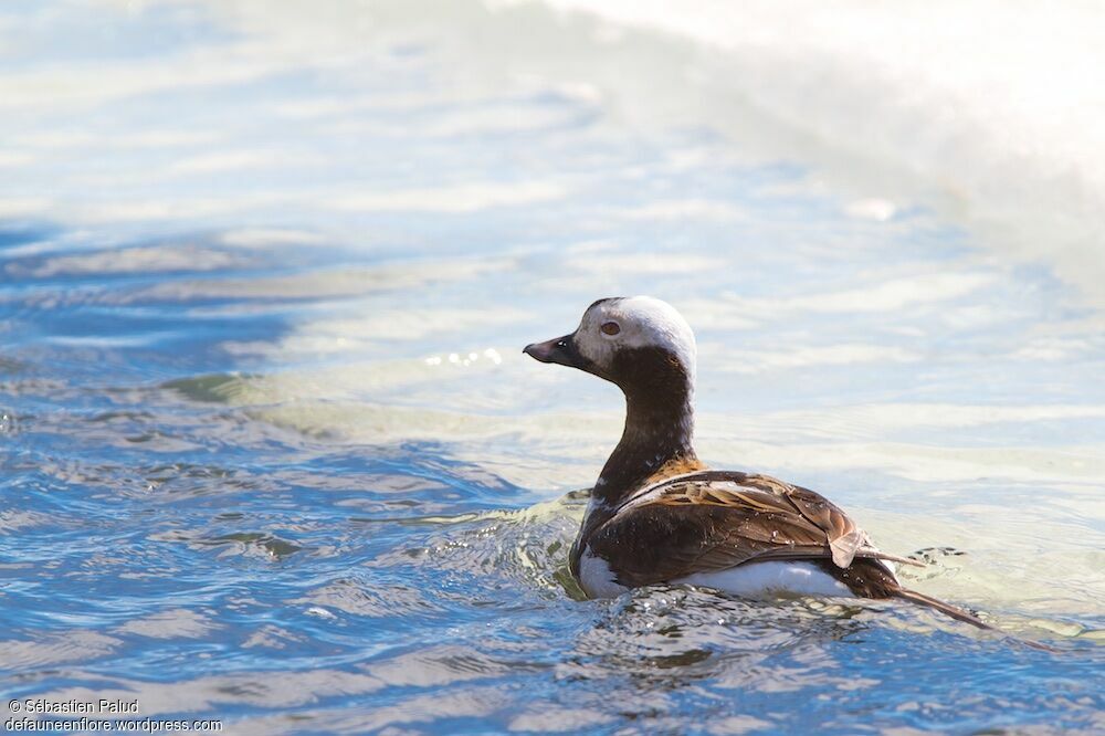 Long-tailed Duck male adult