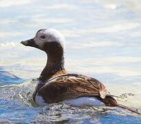 Long-tailed Duck