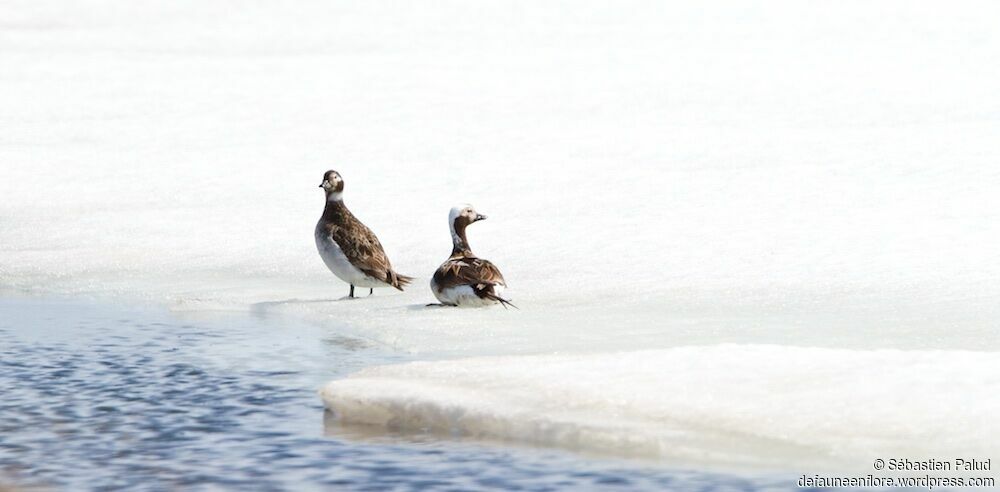 Long-tailed Duckadult