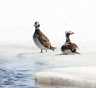 Long-tailed Duck