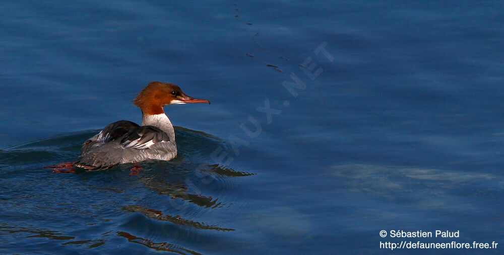 Common Merganser