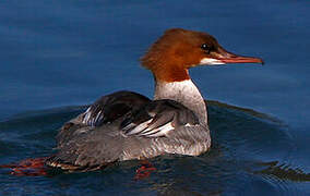 Common Merganser