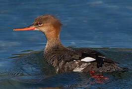 Red-breasted Merganser