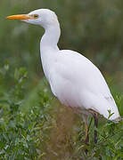 Western Cattle Egret