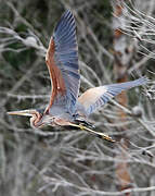 Purple Heron