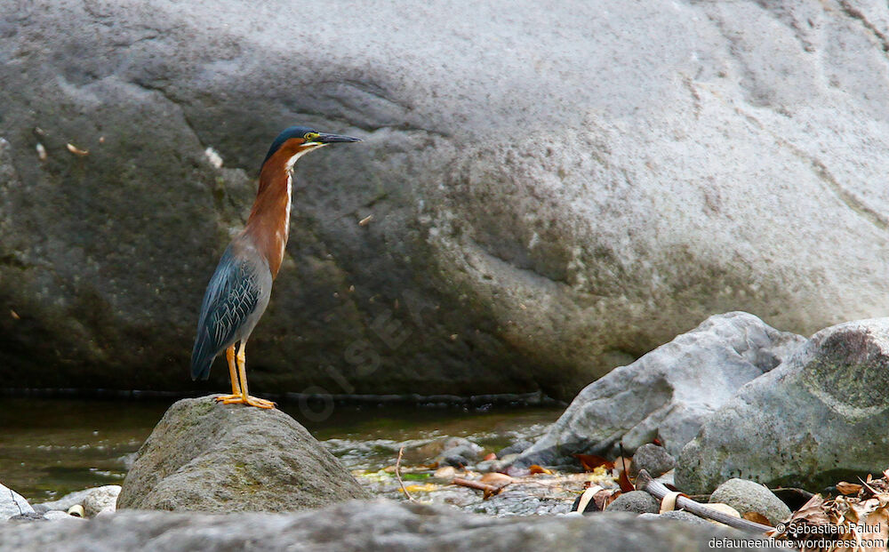 Green Heronadult