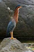 Green Heron