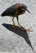 Green Heron