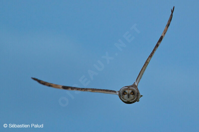 Short-eared Owl