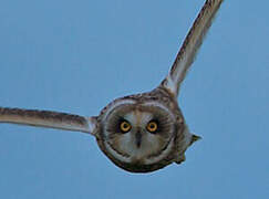 Short-eared Owl