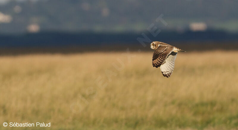 Hibou des marais