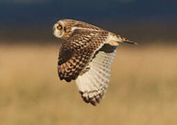 Short-eared Owl