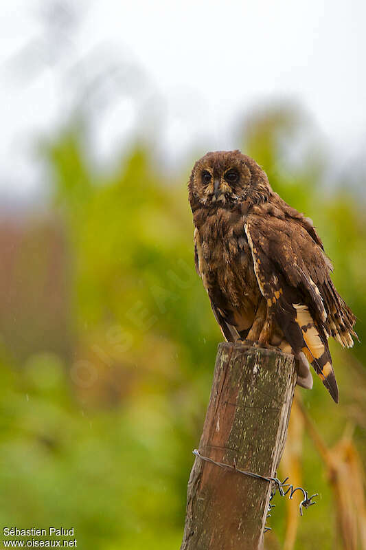 Hibou du Cap, identification