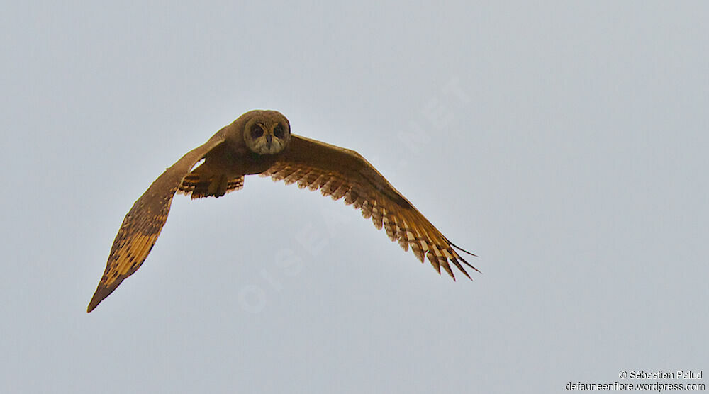 Marsh Owl