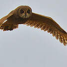 Hibou du Cap