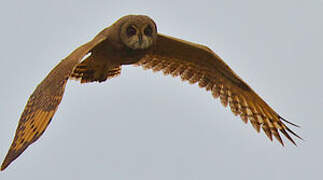 Marsh Owl