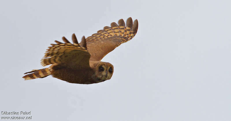 Marsh Owl, pigmentation, Flight