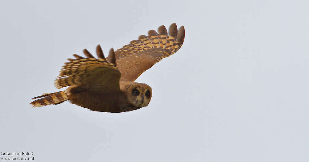 Marsh Owl, pigmentation, Flight