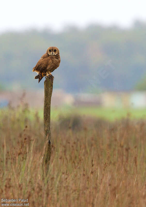 Hibou du Cap, Comportement