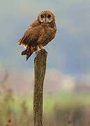 Marsh Owl