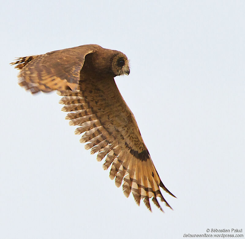 Marsh Owl, Flight