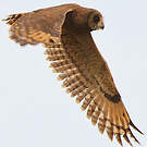 Hibou du Cap