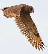 Marsh Owl