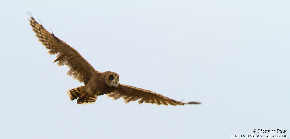 Marsh Owl