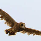 Hibou du Cap