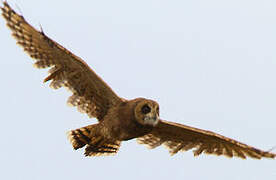 Marsh Owl