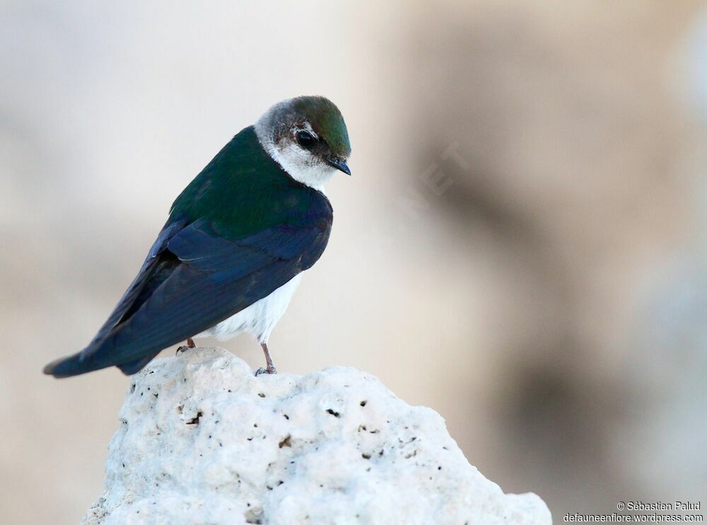 Hirondelle à face blanche