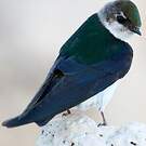 Hirondelle à face blanche