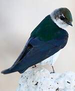 Violet-green Swallow