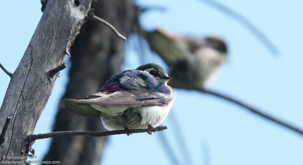 Violet-green Swallowadult, identification