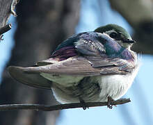 Violet-green Swallow