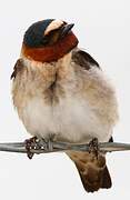 American Cliff Swallow