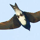 Hirondelle à ventre blanc