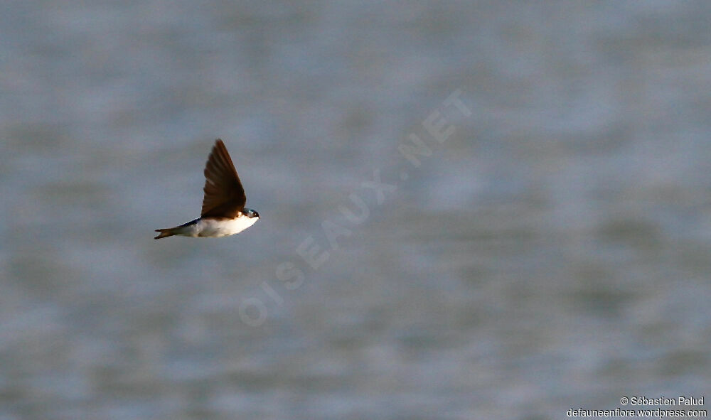 Tree Swallow male adult