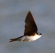 Tree Swallow