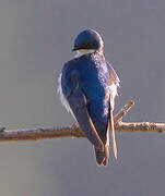 Tree Swallow