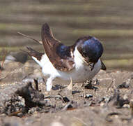 Western House Martin