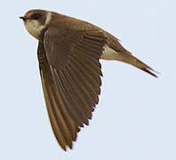 Sand Martin