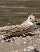 Eurasian Crag Martin