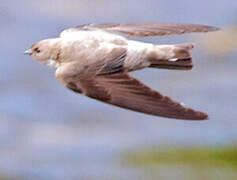 Eurasian Crag Martin