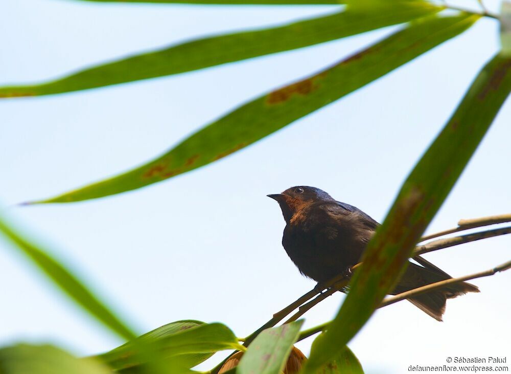 Hirondelle de Tahiti