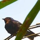 Hirondelle de Tahiti