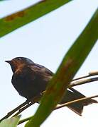 Pacific Swallow